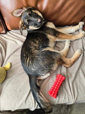 Cora is a 4-month-old female German Shepherd looking for her forever family She is a sweet girl wi