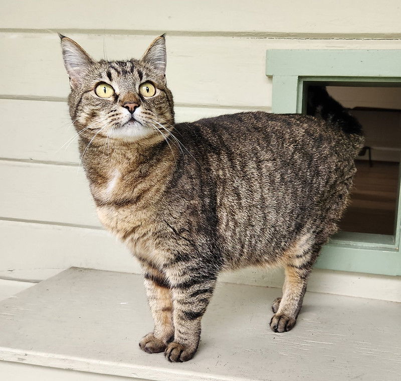 Dahlia, an adoptable Domestic Short Hair, Tabby in Anacortes, WA, 98221 | Photo Image 2