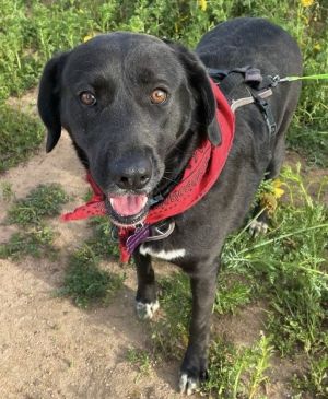 KENDRA Labrador Retriever mix Spayed Female 2 Years Old 55 Pounds Kendra is a loving and friendl
