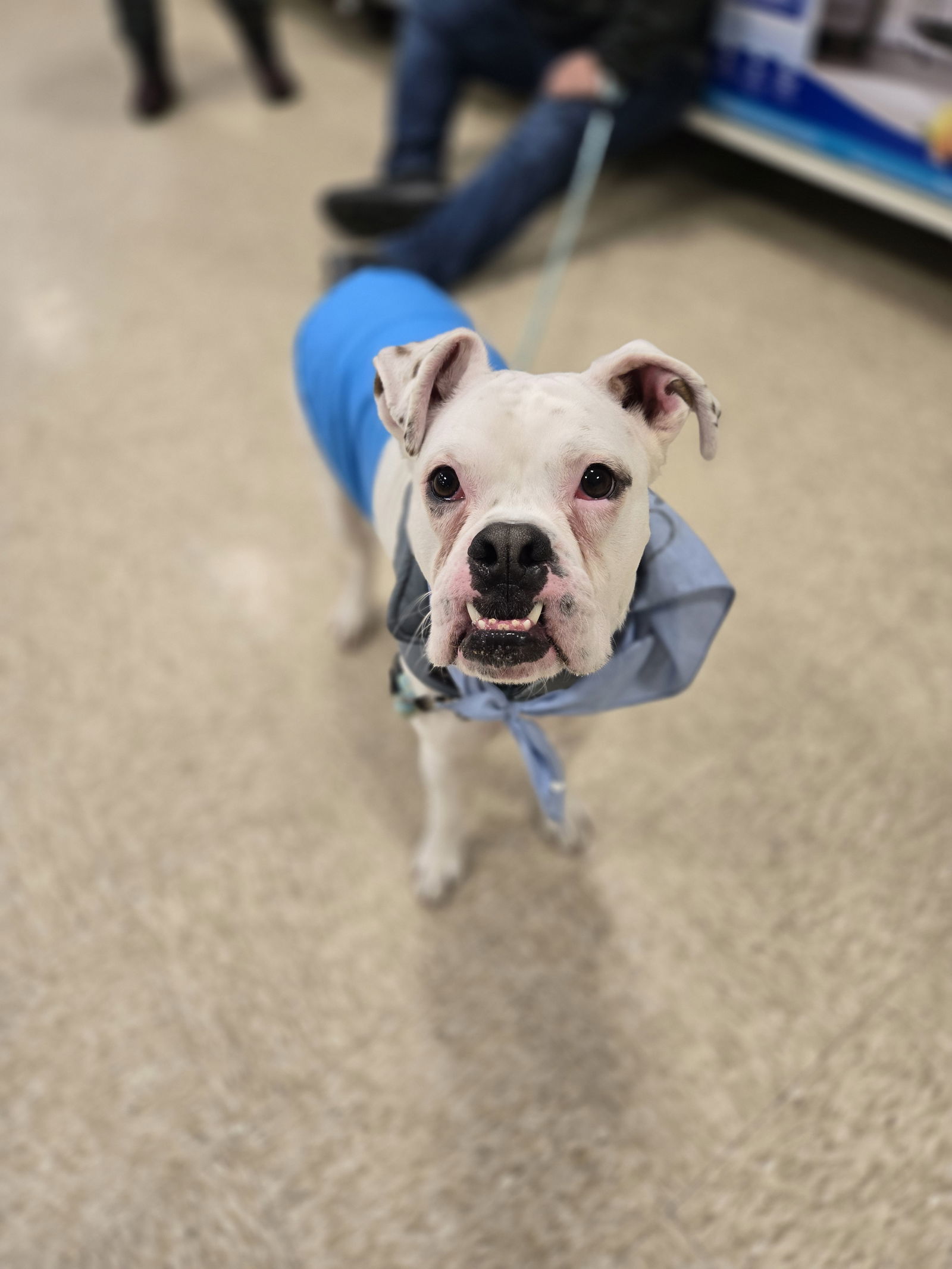 Yukon (Yuki), an adoptable Boxer in Minneapolis, MN, 55412 | Photo Image 1