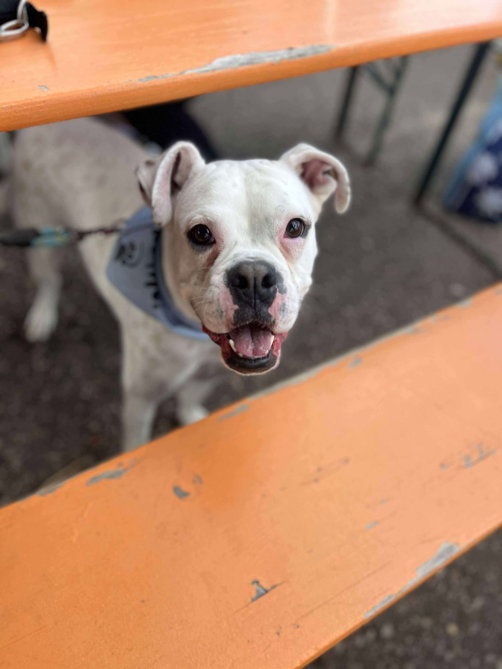 Yukon (Yuki), an adoptable Boxer in Minneapolis, MN, 55412 | Photo Image 1
