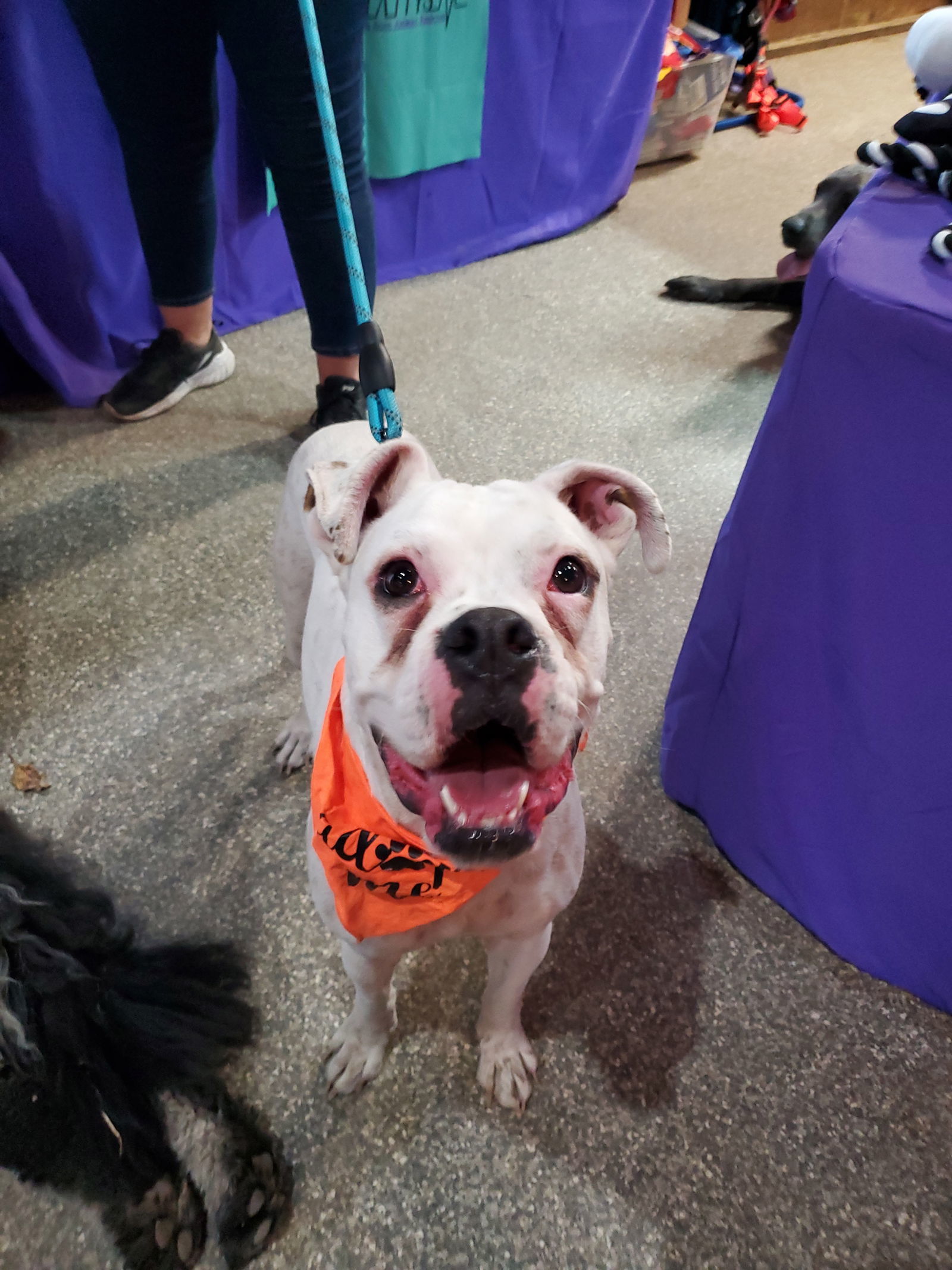 Yukon (Yuki), an adoptable Boxer in Minneapolis, MN, 55412 | Photo Image 2