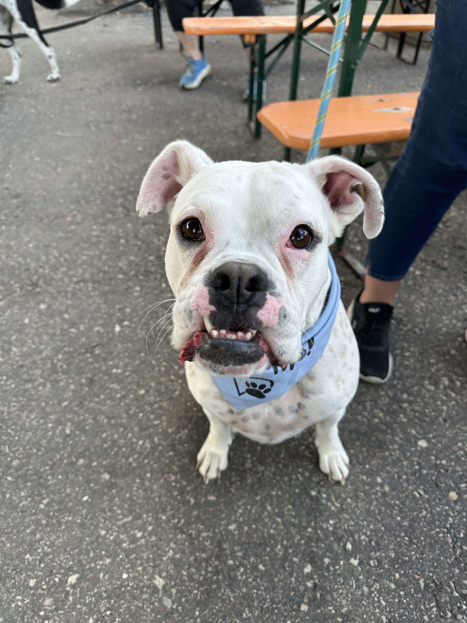 Yukon (Yuki), an adoptable Boxer in Minneapolis, MN, 55412 | Photo Image 2