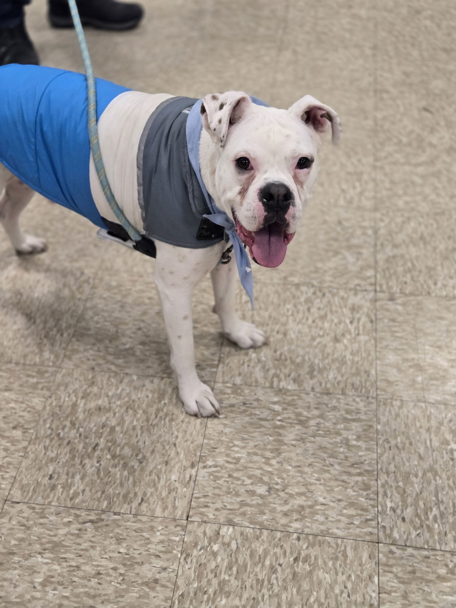 Yukon (Yuki), an adoptable Boxer in Minneapolis, MN, 55412 | Photo Image 3