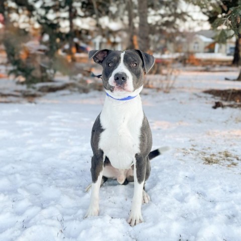 Bertram--In Foster, an adoptable Pit Bull Terrier in Fargo, ND, 58102 | Photo Image 1