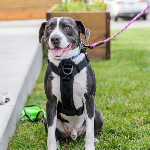 Bertram, an adoptable Pit Bull Terrier in Fargo, ND, 58102 | Photo Image 1