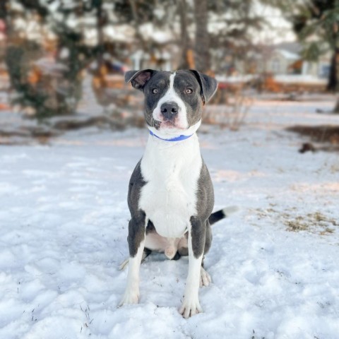 Bertram, an adoptable Pit Bull Terrier in Fargo, ND, 58102 | Photo Image 2