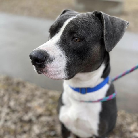 Bertram--In Foster, an adoptable Pit Bull Terrier in Fargo, ND, 58102 | Photo Image 3