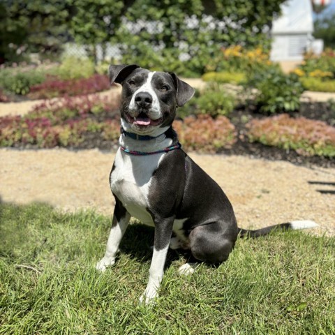 Bertram, an adoptable Pit Bull Terrier in Fargo, ND, 58102 | Photo Image 3