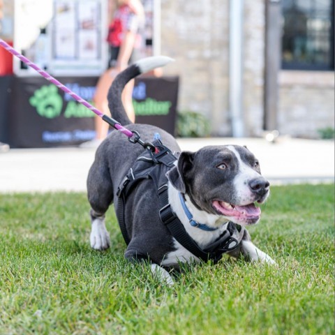 Bertram, an adoptable Pit Bull Terrier in Fargo, ND, 58102 | Photo Image 4