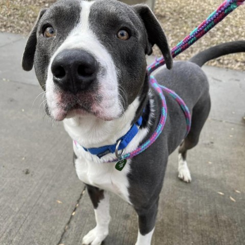 Bertram, an adoptable Pit Bull Terrier in Fargo, ND, 58102 | Photo Image 5