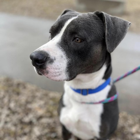 Bertram, an adoptable Pit Bull Terrier in Fargo, ND, 58102 | Photo Image 6