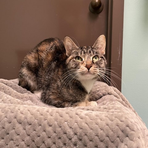 Cove--In Foster***ADOPTION PENDING***, an adoptable Domestic Short Hair in Fargo, ND, 58102 | Photo Image 2