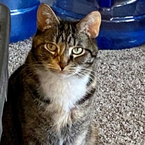 Cove--In Foster***ADOPTION PENDING***, an adoptable Domestic Short Hair in Fargo, ND, 58102 | Photo Image 3