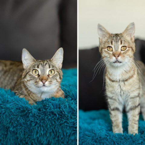 Phantom--In Foster, an adoptable Domestic Short Hair in Fargo, ND, 58102 | Photo Image 1