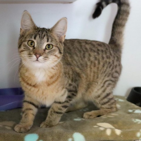 Phantom--In Foster***ADOPTION PENDING***, an adoptable Domestic Short Hair in Fargo, ND, 58102 | Photo Image 2