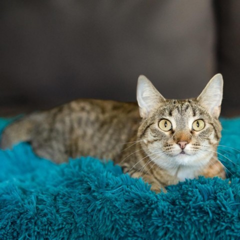 Phantom--In Foster, an adoptable Domestic Short Hair in Fargo, ND, 58102 | Photo Image 3