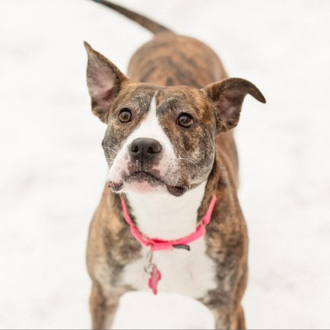 Peppermint Patty--In Foster, an adoptable Pit Bull Terrier in Fargo, ND, 58102 | Photo Image 1