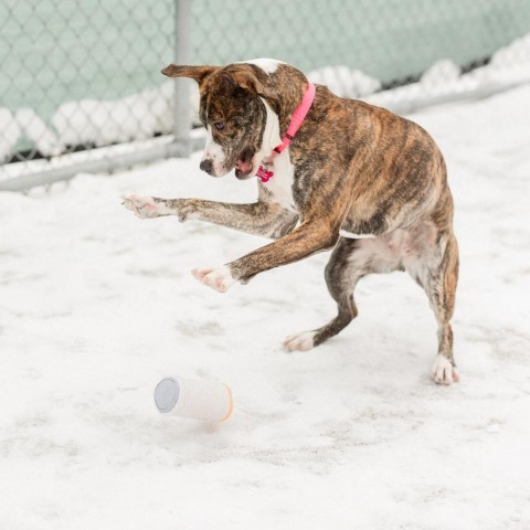 Peppermint Patty--In Foster, an adoptable Pit Bull Terrier in Fargo, ND, 58102 | Photo Image 3