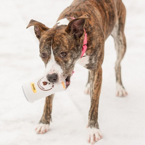 Peppermint Patty--In Foster, an adoptable Pit Bull Terrier in Fargo, ND, 58102 | Photo Image 4