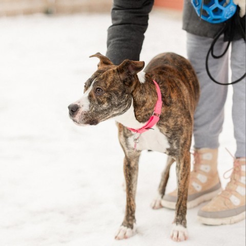 Peppermint Patty--In Foster, an adoptable Pit Bull Terrier in Fargo, ND, 58102 | Photo Image 5