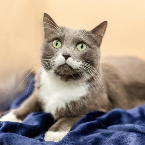 Party Popper--In Foster, an adoptable Domestic Short Hair in Fargo, ND, 58102 | Photo Image 1