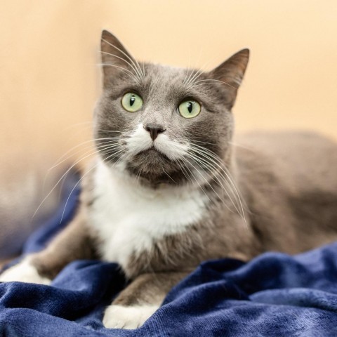 Party Popper--In Foster***ADOPTION PENDING***, an adoptable Domestic Short Hair in Fargo, ND, 58102 | Photo Image 1