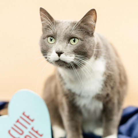 Party Popper--In Foster, an adoptable Domestic Short Hair in Fargo, ND, 58102 | Photo Image 2