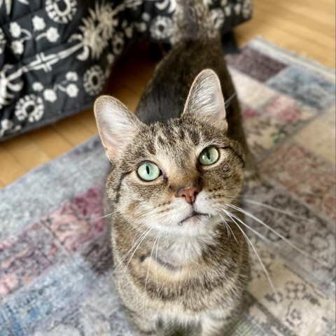 Beaver--In Foster, an adoptable Domestic Short Hair in Fargo, ND, 58102 | Photo Image 1