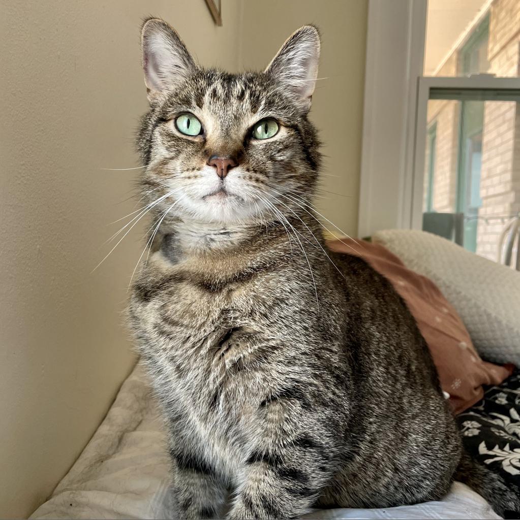 Beaver--In Foster, an adoptable Domestic Short Hair in Fargo, ND, 58102 | Photo Image 1