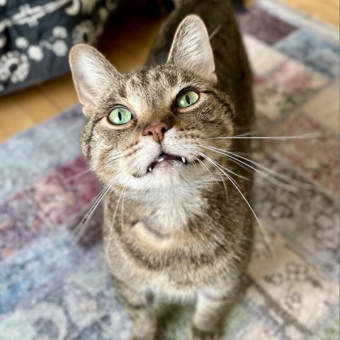 Beaver--In Foster, an adoptable Domestic Short Hair in Fargo, ND, 58102 | Photo Image 2