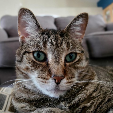 Beaver--In Foster, an adoptable Domestic Short Hair in Fargo, ND, 58102 | Photo Image 2