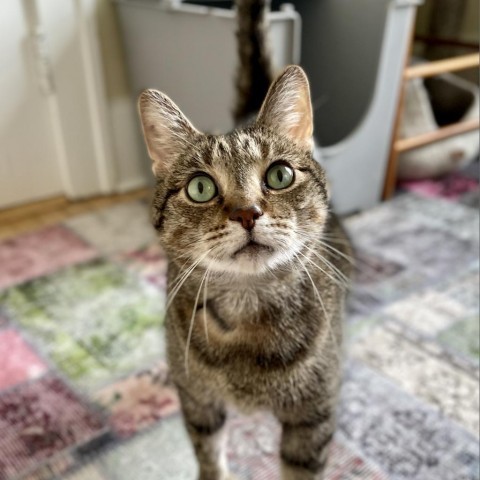 Beaver--In Foster, an adoptable Domestic Short Hair in Fargo, ND, 58102 | Photo Image 2