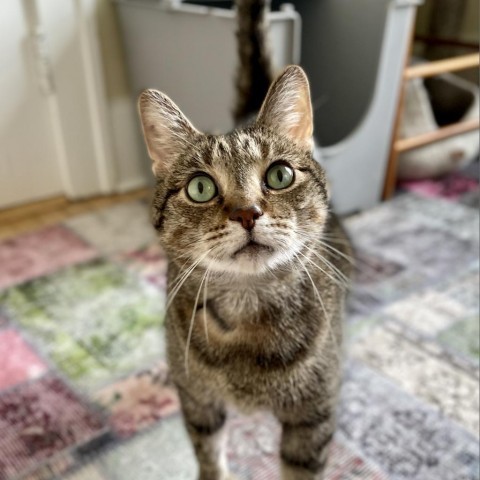 Beaver--In Foster, an adoptable Domestic Short Hair in Fargo, ND, 58102 | Photo Image 3