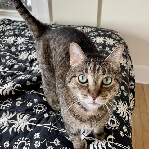 Beaver--In Foster, an adoptable Domestic Short Hair in Fargo, ND, 58102 | Photo Image 3