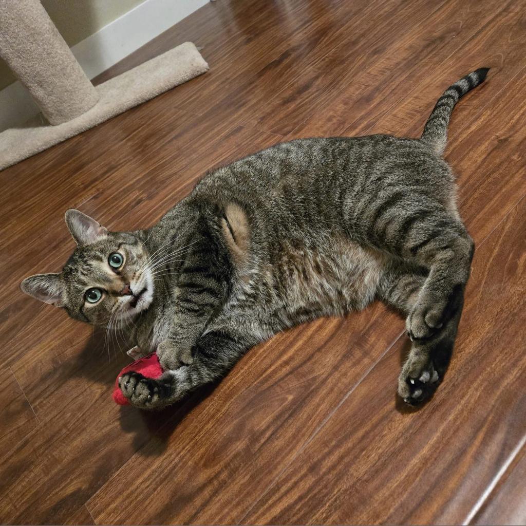 Beaver--In Foster, an adoptable Domestic Short Hair in Fargo, ND, 58102 | Photo Image 3