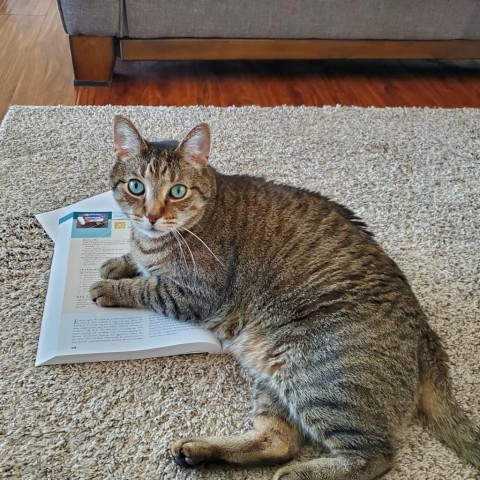 Beaver--In Foster, an adoptable Domestic Short Hair in Fargo, ND, 58102 | Photo Image 4