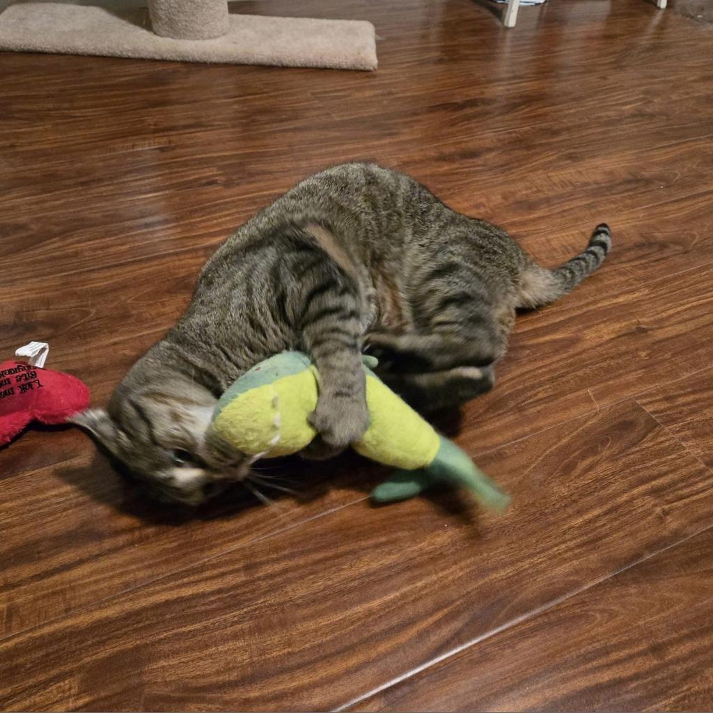 Beaver--In Foster, an adoptable Domestic Short Hair in Fargo, ND, 58102 | Photo Image 4