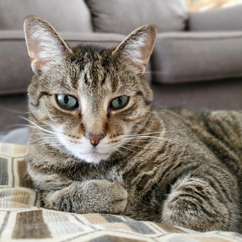 Beaver--In Foster, an adoptable Domestic Short Hair in Fargo, ND, 58102 | Photo Image 5