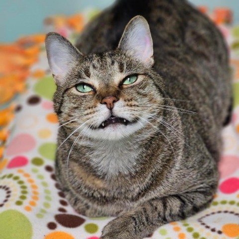 Beaver--In Foster, an adoptable Domestic Short Hair in Fargo, ND, 58102 | Photo Image 5