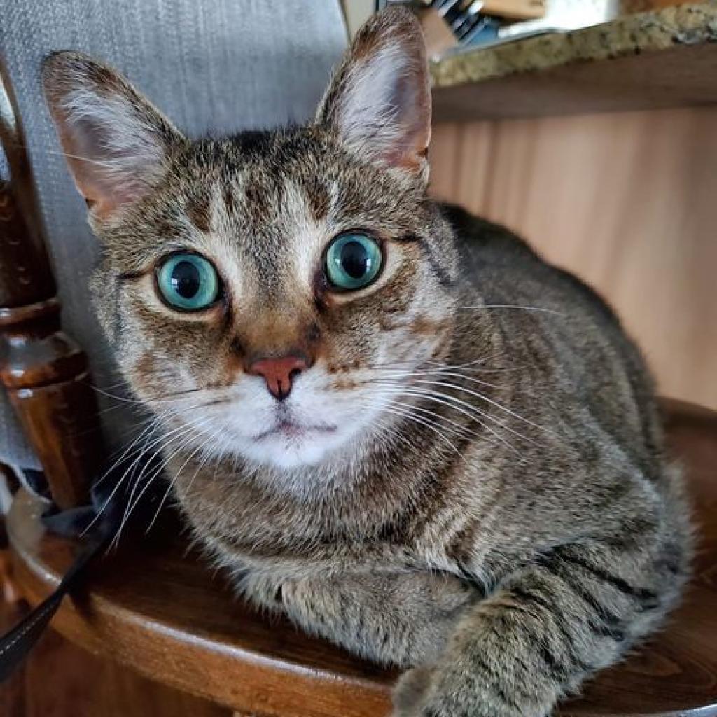 Beaver--In Foster***ADOPTION PENDING***, an adoptable Domestic Short Hair in Fargo, ND, 58102 | Photo Image 5