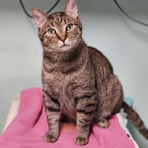 Beaver--In Foster, an adoptable Domestic Short Hair in Fargo, ND, 58102 | Photo Image 6