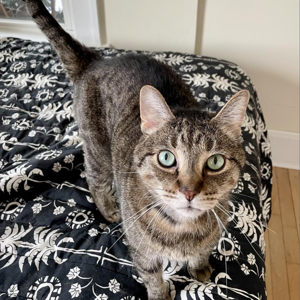 Beaver--In Foster, an adoptable Domestic Short Hair in Fargo, ND, 58102 | Photo Image 6