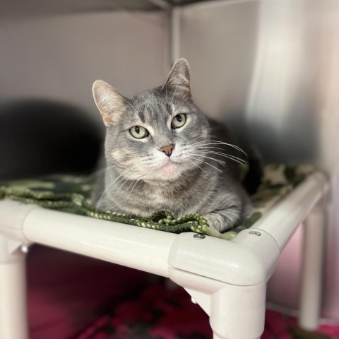 Hannah--In Foster, an adoptable Domestic Short Hair in Fargo, ND, 58102 | Photo Image 1