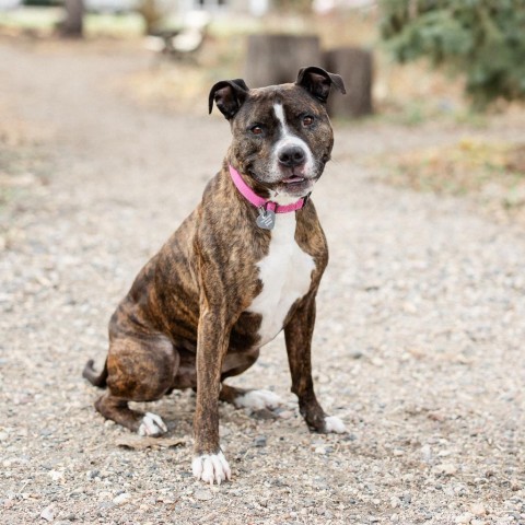 Bronson--In Foster***ADOPTION PENDING***, an adoptable Pit Bull Terrier in Fargo, ND, 58102 | Photo Image 1
