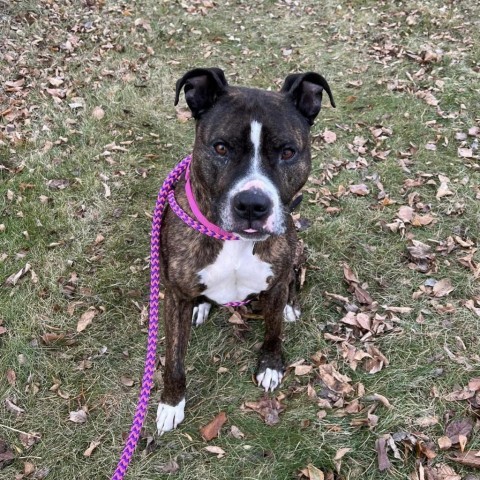 Bronson--In Foster***ADOPTION PENDING***, an adoptable Pit Bull Terrier in Fargo, ND, 58102 | Photo Image 2