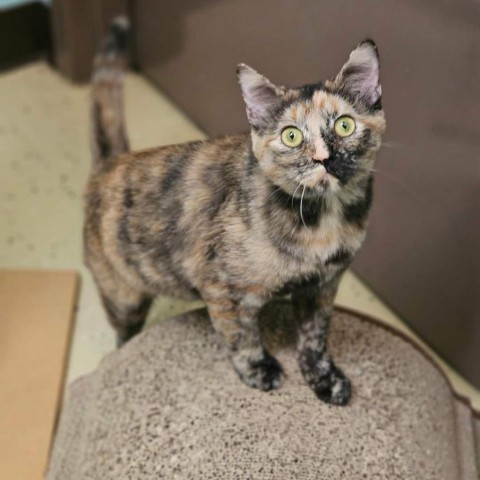 Sydney--In Foster, an adoptable Domestic Short Hair in Fargo, ND, 58102 | Photo Image 1