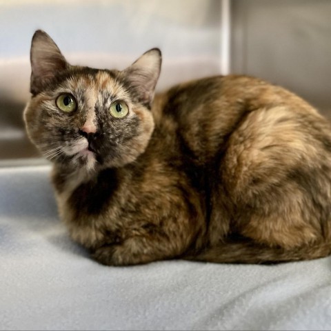 Sydney--In Foster, an adoptable Domestic Short Hair in Fargo, ND, 58102 | Photo Image 4