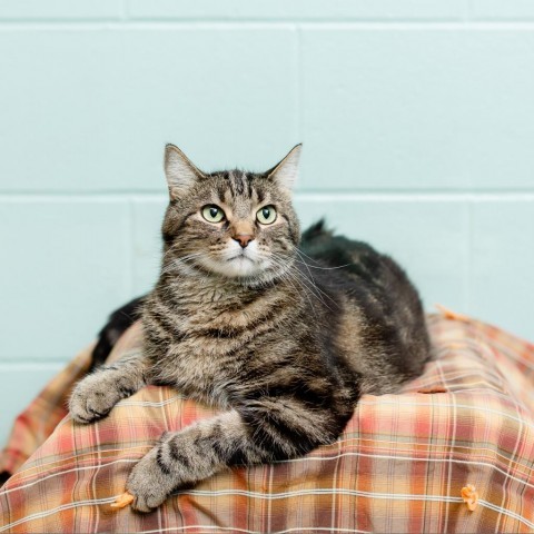 Avatar--In Foster***ADOPTION PENDING***, an adoptable Domestic Short Hair in Fargo, ND, 58102 | Photo Image 1