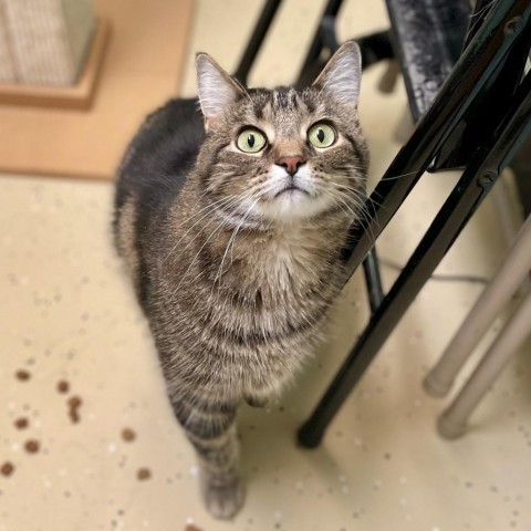 Avatar--In Foster***ADOPTION PENDING***, an adoptable Domestic Short Hair in Fargo, ND, 58102 | Photo Image 2